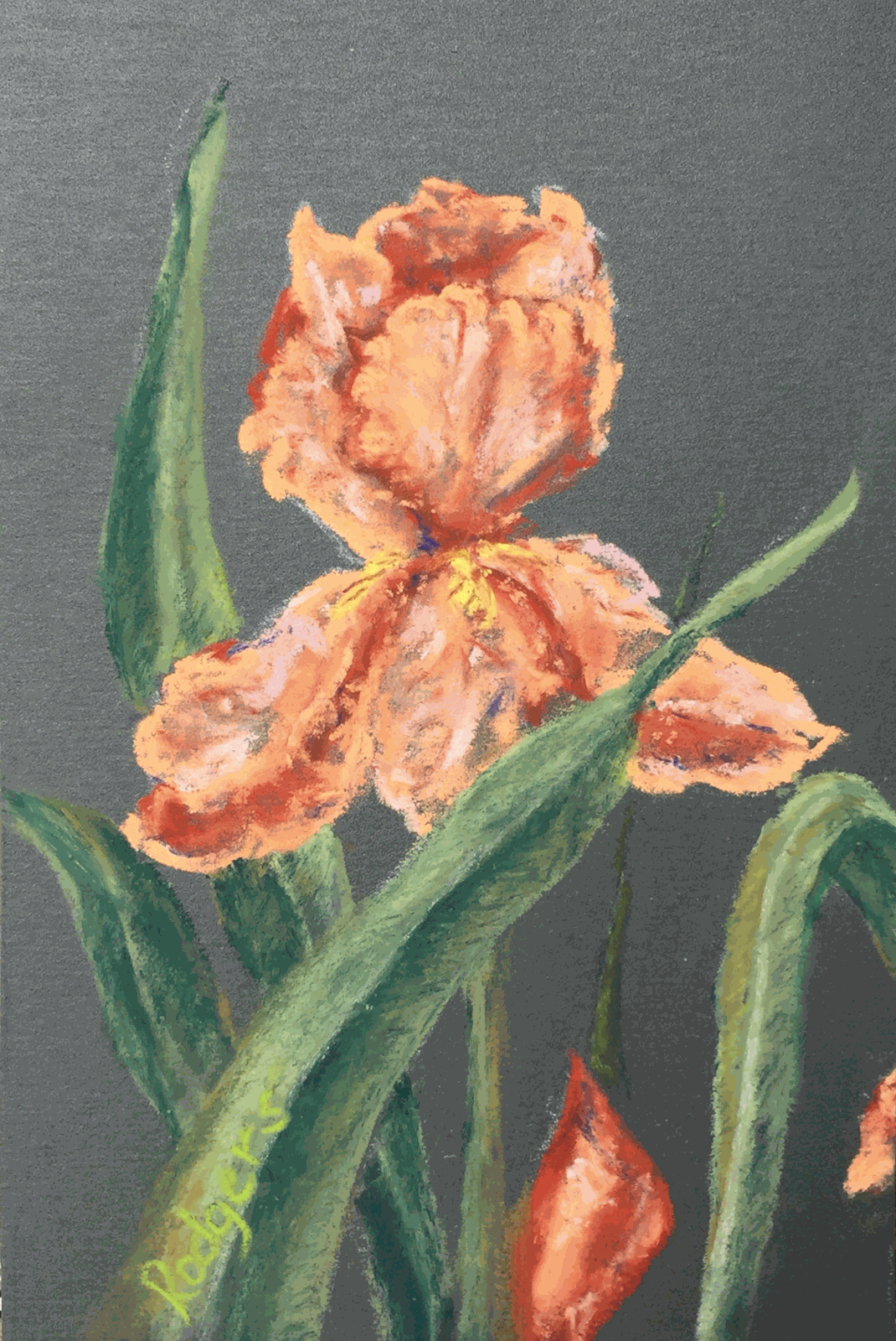 Painting Orange-Iris